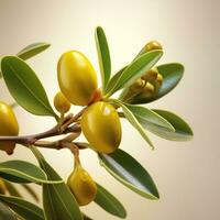 AI generated Branch with jojoba fruits photo