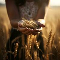 orejas de trigo en el manos de un niña foto