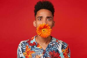 Close up of shocked young dark skinned man in Hawaiian shirt, looks at the camera with surprised expression, holding a flower in its mouth, stands over red background. photo