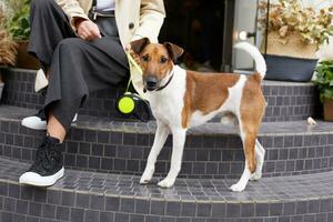 Portrait of lovely pet dog Jack Russell terrier stands nearby his owner, feels happy, looking camera, she is sitting on stairs keeps his leash, outdoor photo, over street background photo