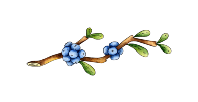 Watercolor illustration doodle sprig of blueberries with berries. Agriculture, eco friendly, organic farm. For the design of design compositions on the theme of tourism, hiking, outdoor recreation. png