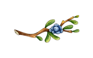 Watercolor illustration doodle sprig of blueberries with berries. Agriculture, eco friendly, organic farm. For the design of design compositions on the theme of tourism, hiking, outdoor recreation. png