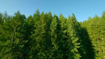 wendig Flug Über Berg Steigung bedeckt mit Wald durch fpv Drohne video