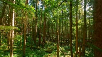 Smooth flight between the trees close to branches in a fabulous forest video