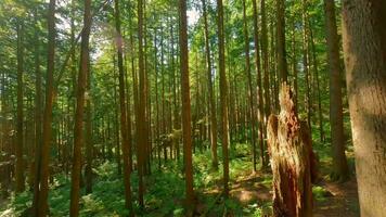 Smooth flight between the trees close to branches in a fabulous forest video