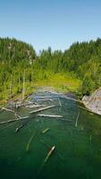 Vertical video. Aerial landscape of hidden lake in the forest in sunny day video