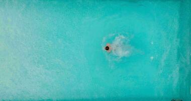 aereo Visualizza come un' uomo immersioni in il piscina e nuota. video