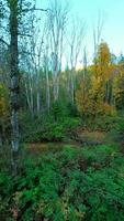 slät flyg mellan de träd stänga till grenar i de mystisk höst skog. video