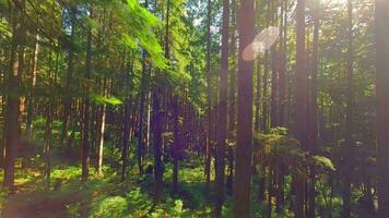 glatt Flug zwischen das Bäume schließen zu Geäst im ein fabelhaft Wald video