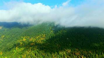 aéreo Visão do colorida floresta em montanha declives e nublado céu. Canadá video