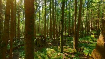 slät flyg mellan de träd stänga till grenar i en fantastisk skog video