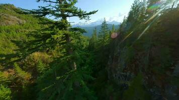 Maneuverable flight over mountain slopes covered with forest by FPV Drone video