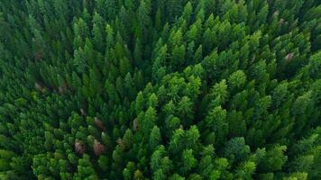 topo baixa Visão do a conífero floresta. Canadá video