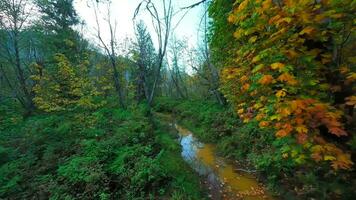 glad vlucht tussen de bomen dichtbij naar takken in de mystiek herfst Woud. video