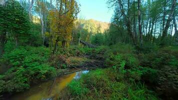 Smooth flight between the trees close to branches in the mystical autumn forest. video