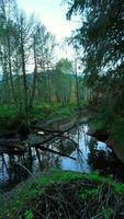 glatt Flug zwischen das Bäume schließen zu Geäst im das mystisch Herbst Wald. video