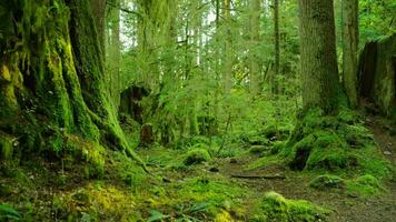 Moviente mediante el lozano verde bosque. maravilloso canadiense naturaleza. video