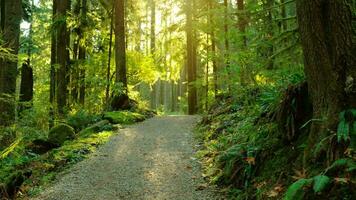 comovente através a exuberante verde floresta ao longo a caminho. deslumbrante canadense natureza. video