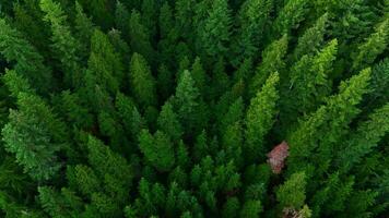 Flight over the coniferous forest. Canada video