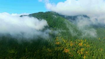 Aerial view of colourful forest on mountain slopes and cloudy sky. Canada video