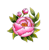 acuarela ilustración de rosado peonía flor y hojas. hermosa botánico dibujo. decorativo elementos para tarjetas o invitaciones con rosado rosas. aislado. dibujado por mano. png