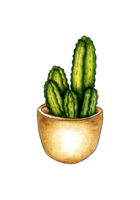 vattenfärg illustration av Hem blomma kaktusar i en pott. dess perfekt för vykort, affischer, banderoller, inbjudningar, hälsning kort, grafik. isolerat . dragen förbi hand. png