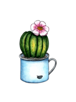 acuarela ilustración de un hogar flor cactus floreciente en un esmalte taza. es Perfecto para postales, carteles, pancartas, invitaciones, saludo tarjetas, huellas dactilares. aislado. dibujado por mano. png