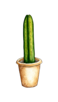 acquerello illustrazione di casa fiore cactus nel un' pentola. è Perfetto per cartoline, manifesti, striscioni, inviti, saluto carte, stampe. isolato. disegnato di mano. png