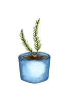 vattenfärg illustration av Hem blomma araucaria i en pott. dess perfekt för vykort, affischer, banderoller, inbjudningar, hälsning kort, grafik. isolerat. dragen förbi hand. png