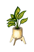 aquarelle illustration de aglaonema dans une pot, une fleur avec grand feuilles. c'est parfait pour cartes postales, affiches, bannières, faire-part, salutation cartes, impressions. isolé. tiré par main. png