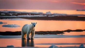 AI generated a polar bear standing on the ice at sunset photo