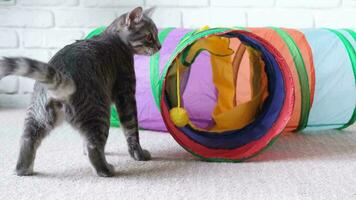 söt randig kattunge spelar i en färgrik katt tunnel video