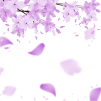 Spring Sakura Flowers Frame Border. Cherry Bloom Falling Petals Background. png