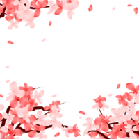 Sakura Blossom Frame. Cherry Bloom Falling Petals Background. png