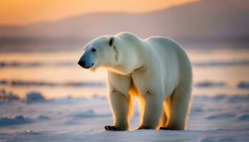 ai generado un polar oso en pie en el nieve a puesta de sol foto