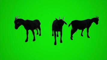 3D animation of the black goat from three different angles to visualize the visual effects of the chroma green screen video