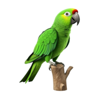 ai gegenereerd ara papegaai Aan een Afdeling geïsoleerd Aan transparant achtergrond PNG