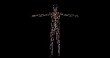 Circulatory system complete of a human body in rotation in 4k format video