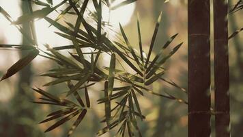 paesaggio di bambù albero nel tropicale foresta pluviale video