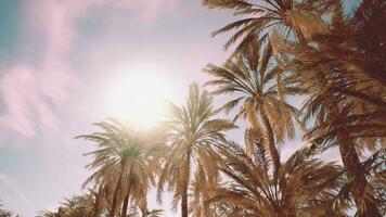 palm bomen en blauw lucht Bij tropisch kust video