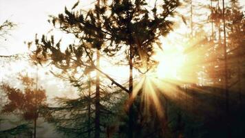 Sunset or dawn in a pine forest in spring or early summer video