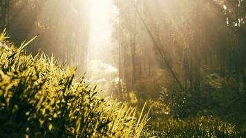 paesaggio di bambù albero nel tropicale foresta pluviale video