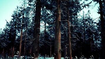 skön snöig vit skog i vinter- frostig dag video