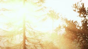 des rayons de lumière du soleil éclat par le brouillard silhouettes de pin des arbres video