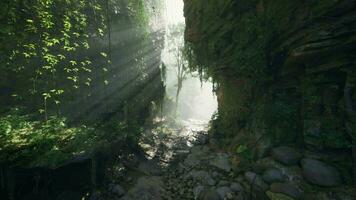 A serene stream flowing through a vibrant green forest video