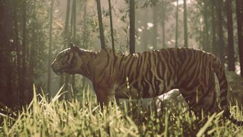 gigante Bengala tigre talos Está presa dentro uma bambu Arvoredo, aquecendo dentro a raios solares video