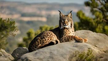 AI generated a lynx is sitting on a rock in the woods photo