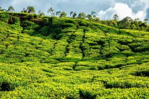 Tea plantation in the morning, India photo