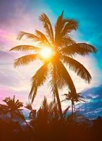 Palm on sunset photo