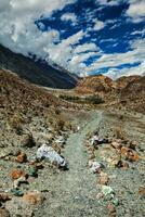 Foot path to sacred lake Lohat Tso in Himalayas. Nubra valley, Ladakh, India photo